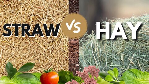 Straw Vs Hay For Garden Mulch & Compost. What Is the Difference? Why Is One Potentially Harmful!