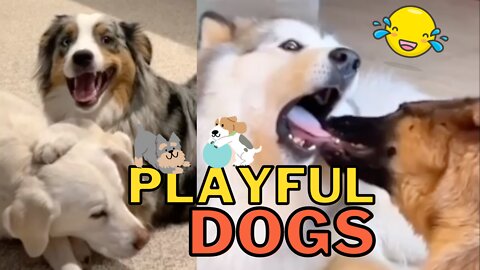 Playful Dogs Compilation Vol. 3 - Adorable Doggies at Play to Brighten Your Day