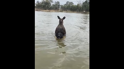 Man_Rescues_Dog_From_Being_Drowned_by_Kangaroo____ViralHog