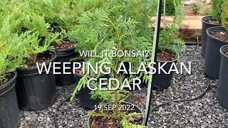 Will It Bonsai? Weeping Alaskan Cedar