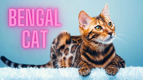 Bengal cat.