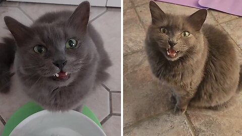Cracking the cat code: Every meow means feed me!
