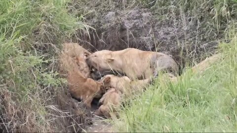 Lion Pride With A Zebra Meal In The Mud | Livestreamed From Zebra Plains Mara Camp | Zebra Plains