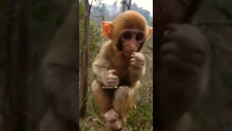 Chota Sa Pyara Bandar🐒Lovely Baby Monkey 👈