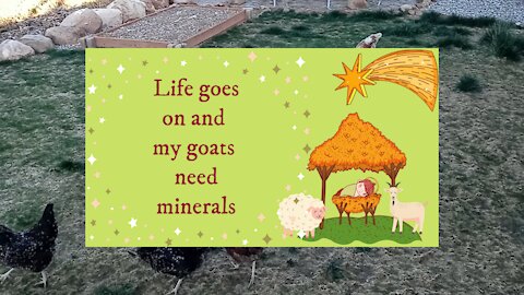 Life goes on and my goats need minerals