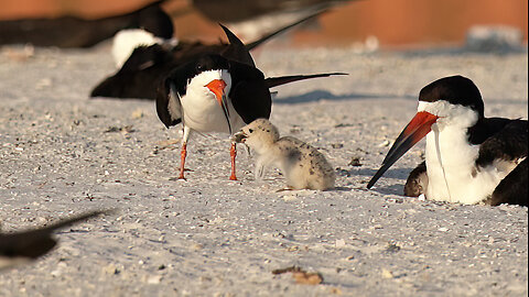 Chick Being Fed