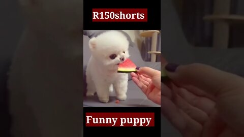 Funny Dog Eating Food Video - baby puppy Funny Video 😁😁😁😁😁😁|#r150shorts |#youtubeshorts |#ytshorts