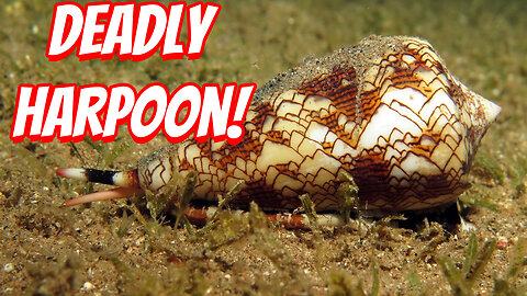 The Deadly Cone snails!