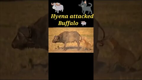 Hyena attacked Buffalo 🐃#shorts #youtubeshorts