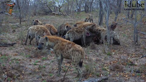 Hyena Clan Eats A Buffalo Scavenged From Lions