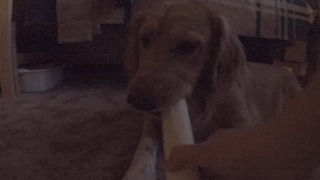 Dog's priceless reaction when owner "eats" her bone