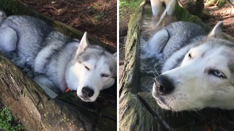 Huskies Cool Off In Fountain During Hike In The Alps