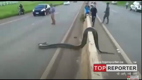 Traffic halts as giant anaconda crosses road in Brazil; video goes viral | Topreporter news