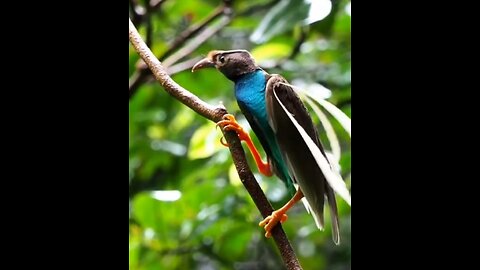 The Most Beautiful Birds Of Paradise