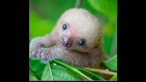 Baby sloths playing video