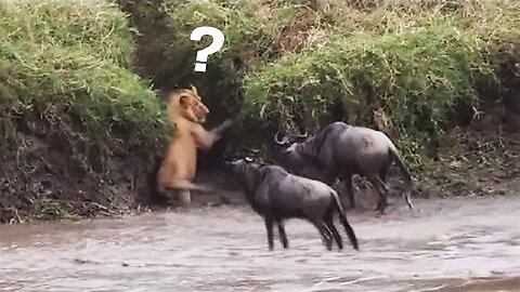 The Best Of Animal Attack 2023 - Most Amazing Moments Of Wild Animal Fight! Wild Discovery Animal p3