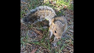 Peanut Hill squirrels attack