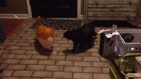 Balloon Cat Meets It's Match