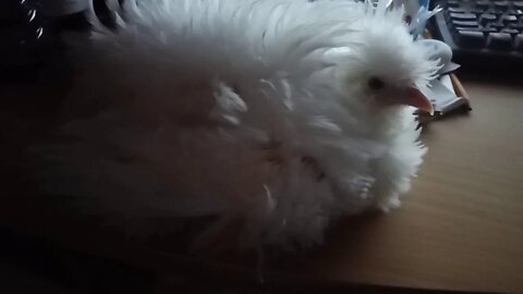 Frizzle Pullet doesn't want to go to bed, she wants to sleep on the desk. 15th December 2020