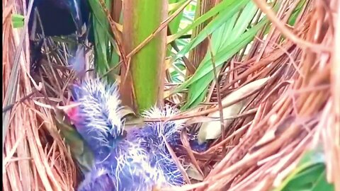 Mother rufous cuckoo feeds another chick to baby rufous cuckoo