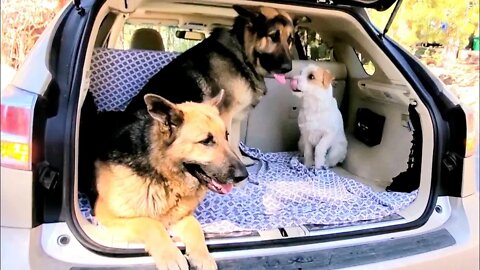 Ares Jack Russell meets two massive German Shepherds first time