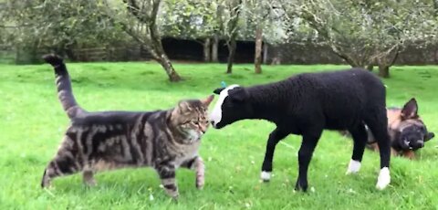 Fantastic video menagerie of dogs_ puppies and a cat all help bring lambs out to their day paddock