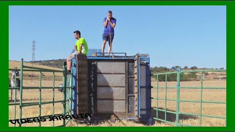 OLVEGA ( SORIA ) MATINAL NOVILLOS POR EL CAMPO ( DOMINGO 11 SEPTIEMBRE 2022 ) EL RUISEÑOR