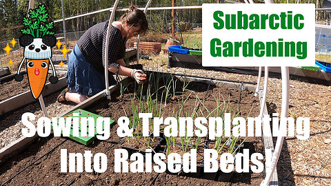 Sowing & Transplanting Into Our Alaskan Raised Bed Garden