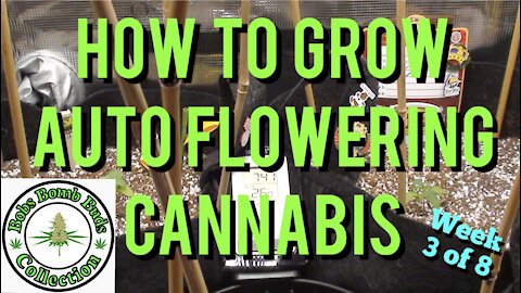 Auto Flowers, How To Grow Auto Flowering Cannabis. Sweet Tooth Week 3 of 8
