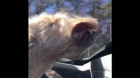 Dog experiences sheer joy with head sticking out of sunroof