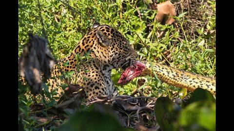 JAGUAR KILLS ANACONDA AND BOA (S) #shorts