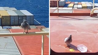 Capitan finds friendly pigeon hundreds of miles from shore