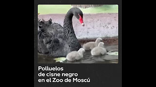 Nacen cinco polluelos de cisne negro en el Zoológico de Moscú