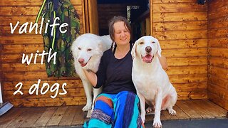 Vanlife with dogs | Dog essentials