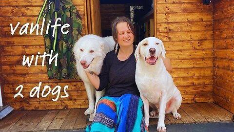 Vanlife with dogs | Dog essentials