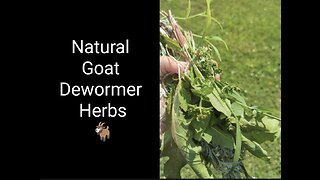 Natural dewormer herbs... For goats!