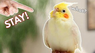 How to Teach a Cockatiel to STAY! (or any bird!)