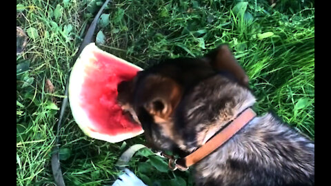 Our dog loves to eat watermelons