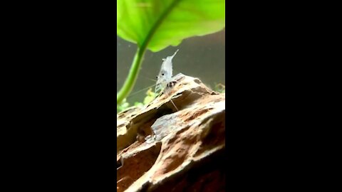 Amano shrimp in slow mo