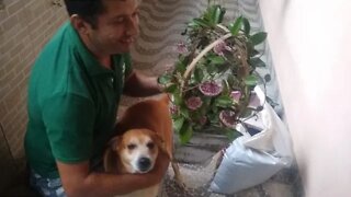 como fazer mudas de flor de cera com o ajudante Bob