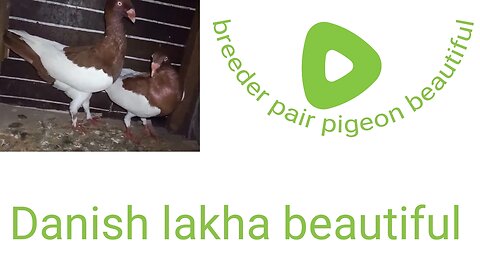 Danish lakha pigeon beautiful breeder