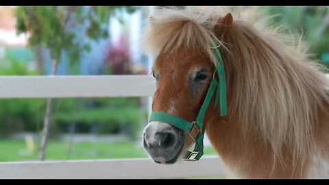 Miniature pony on a farm