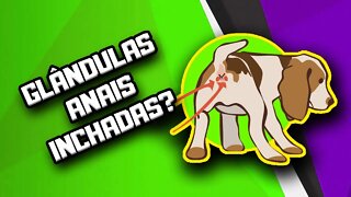 Alimentação natural para Cães com as glândulas anais entupidas | Dr. Edgard Gomes