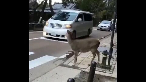 This deer is more educated in traffic