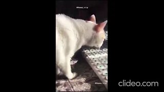 os melhores videos gatos engracados comppleto