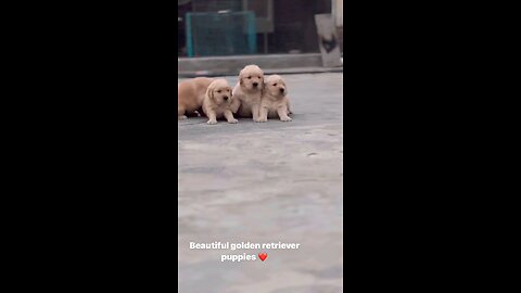 good quality golden retriever puppy available