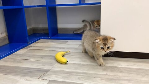 Kittens playing with banana