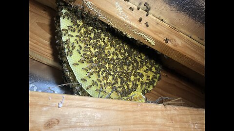 Bees above the bedroom