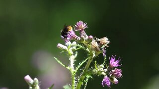 Bumblebee on thistles with blurry background. Day time