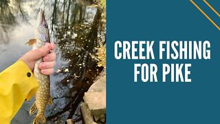 Creek Fishing For Northern Pike / Centerpin Fishing For Pike With Shiners